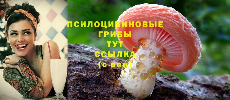 Псилоцибиновые грибы Cubensis  Старая Русса 